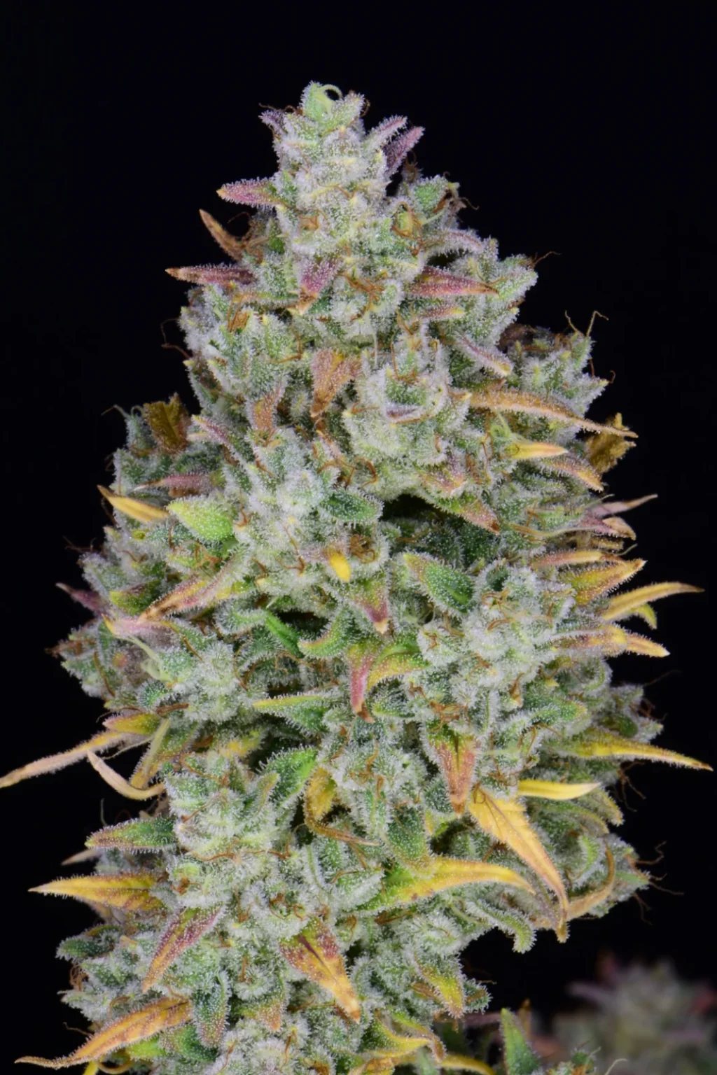 Gelato Auto Feminizovaná