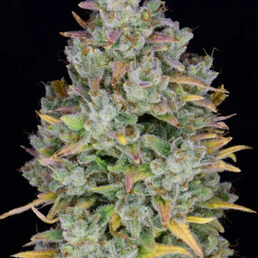 Gelato Auto Feminizovaná