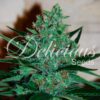 Fruity Chronic Juice Feminizovaná