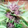 Auto Dark Purple Feminizovaná