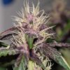 Auto Dark Purple Feminizovaná