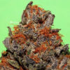 Unknown Kush Feminizovaná