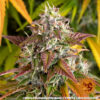Watermelon Zkittlez Auto Feminizovaná