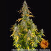 Watermelon Zkittlez Auto Feminizovaná