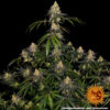 Watermelon Zkittlez Feminizovaná