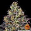 Watermelon Zkittlez Feminizovaná