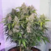 Skywalker Haze Auto Feminizovaná