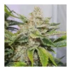 Skywalker Haze Auto Feminizovaná