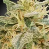 Relief CBD Feminizovaná (CBDrelief™)