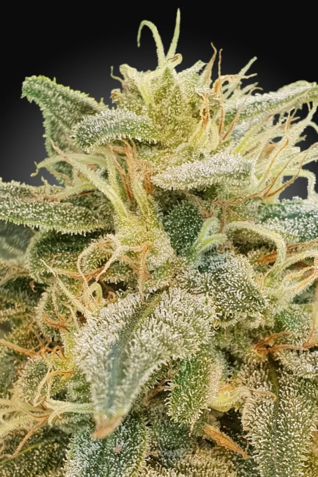 Relief CBD Feminizovaná (CBDrelief™)