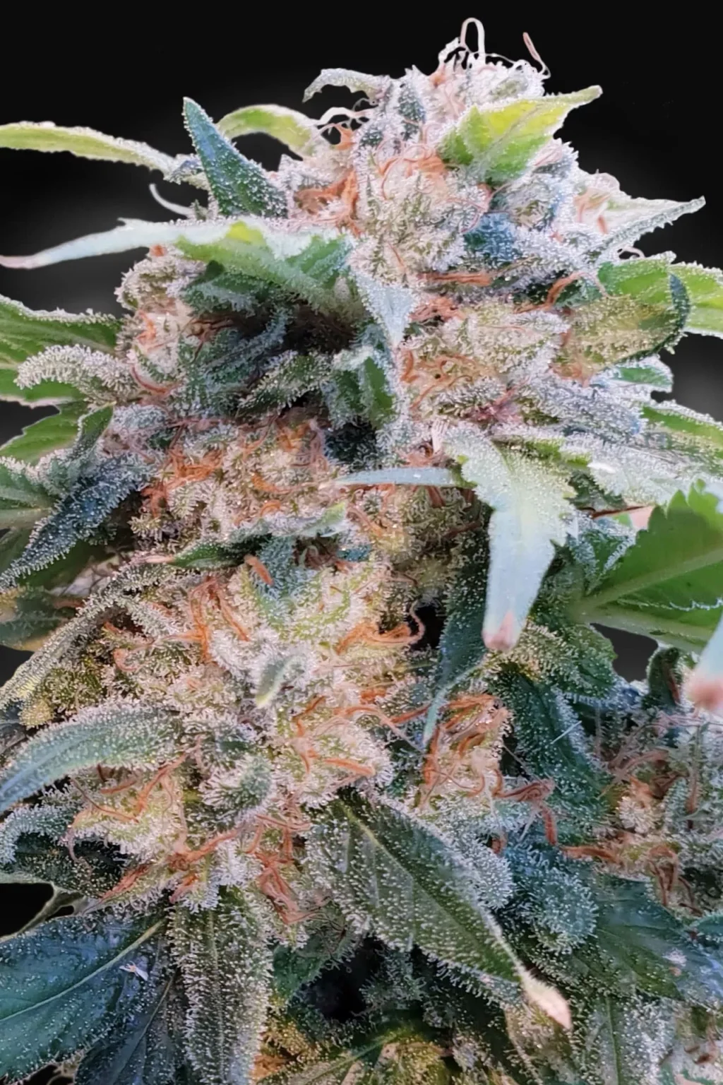Dream CBD Feminizovaná (CBDream™)