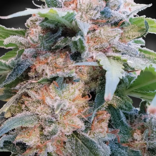 Dream CBD Feminizovaná (CBDream™)