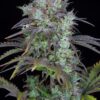 Original Big Bud Auto Feminizovaná