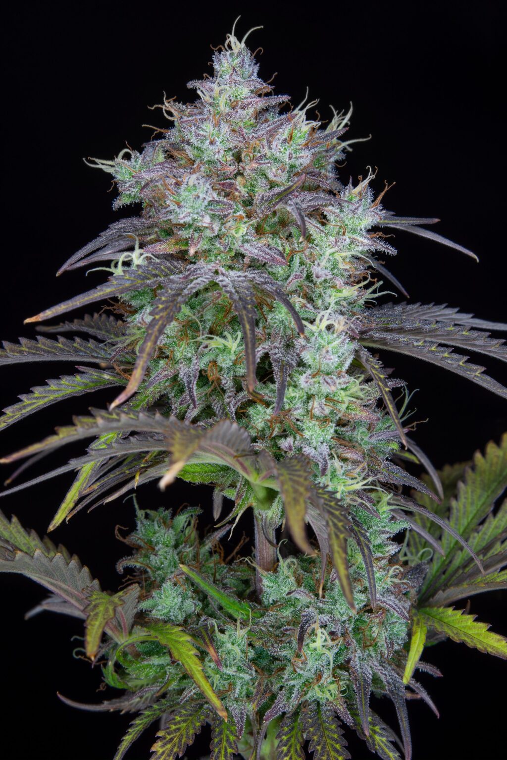 Original Big Bud Auto Feminizovaná