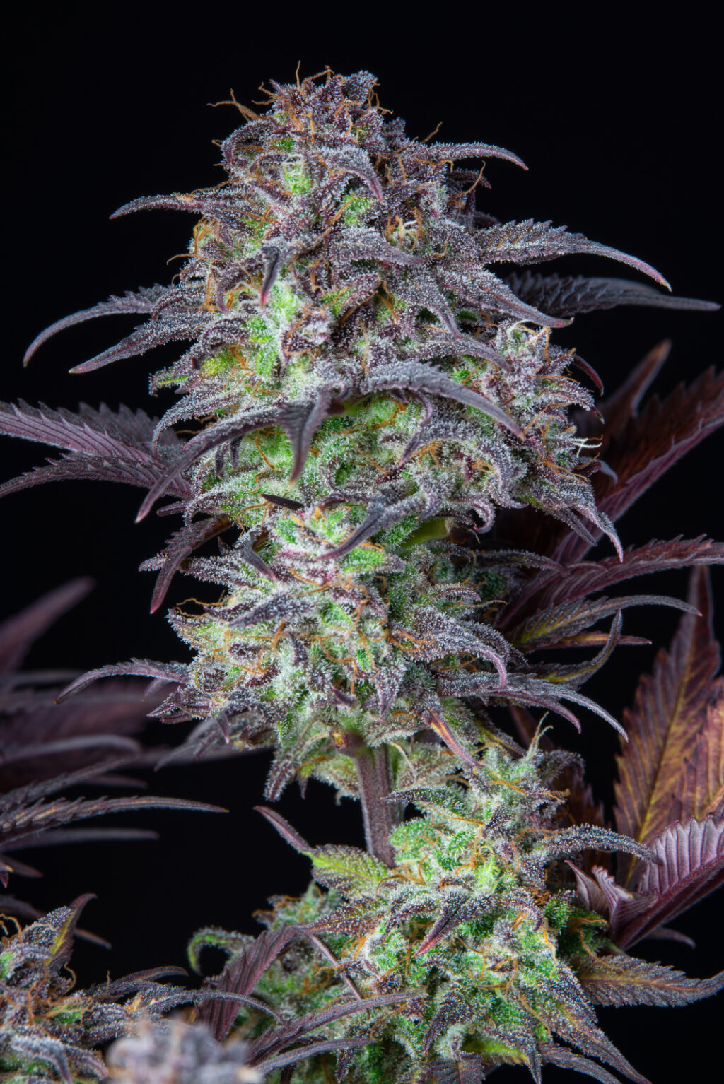 Original Blueberry Auto Feminizovaná