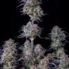 Original Blueberry Auto Feminizovaná