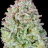 Original Afghan Kush Auto Feminizovaná