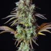 Original Big Bud Auto Feminizovaná