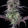 Original Blueberry Auto Feminizovaná