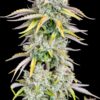 Original Big Bud Auto Feminizovaná