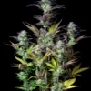 Original Blueberry Auto Feminizovaná