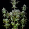 Original Big Bud Auto Feminizovaná
