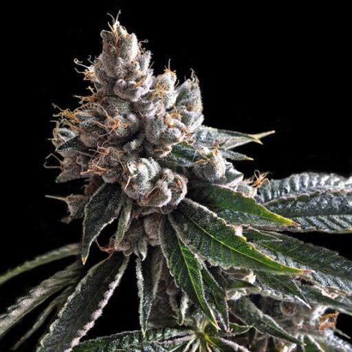 Golden Lemons Feminizovaná