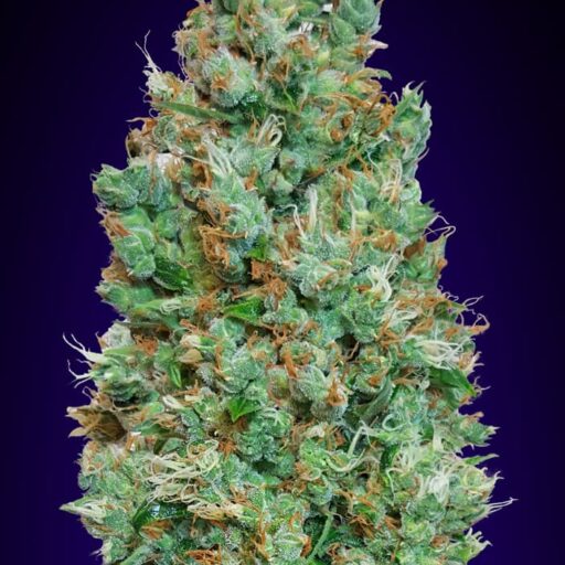 Blueberry Auto Feminizovaná
