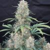 Original Afghan Kush Auto Feminizovaná