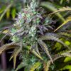 Original Big Bud Auto Feminizovaná