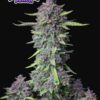 Purple Punch Auto Feminizovaná