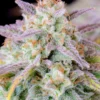 Original Afghan Kush Auto Feminizovaná