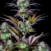 Original Blueberry Auto Feminizovaná
