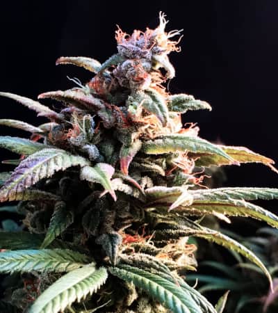 Blueberry Cheesecake Auto Feminizovaná