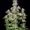 Original Big Bud Auto Feminizovaná