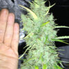 Chicle aka BubbleDawg Feminizovaná