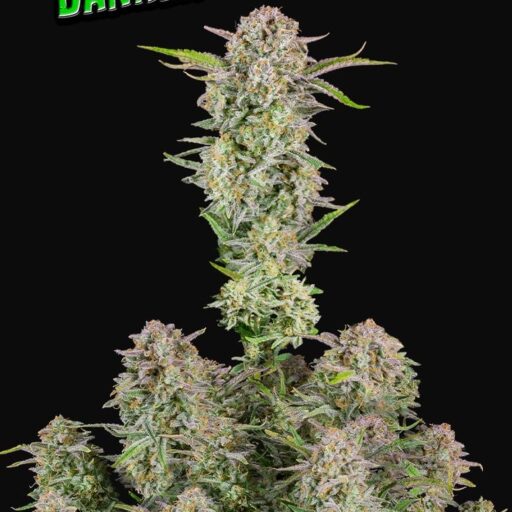 Bruce Banner Auto Feminizovaná