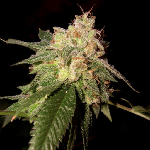OG Kush Feminizovaná