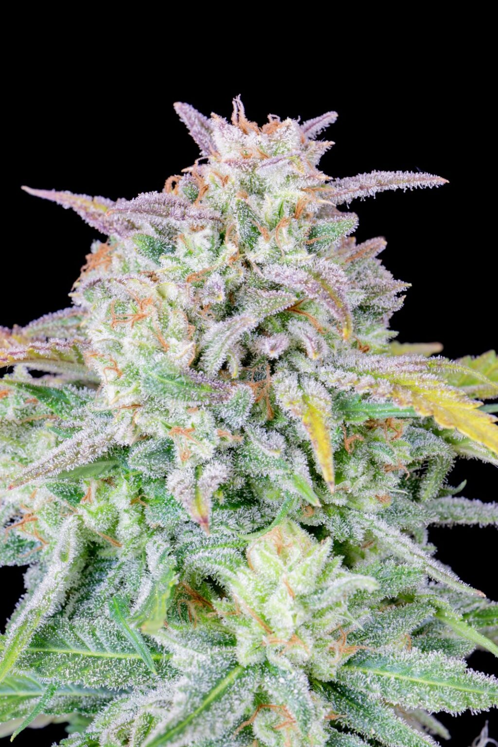Original Afghan Kush Auto Feminizovaná