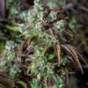 Original Big Bud Auto Feminizovaná