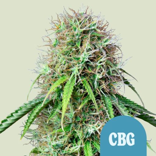 Royal CBG Auto Feminizovaná