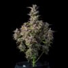 Watermelon Auto Feminizovaná