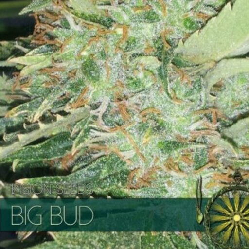 Big Bud Feminizovaná