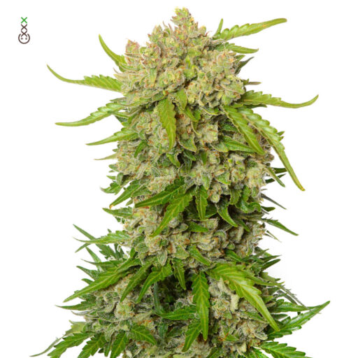 Blue Amnesia Auto Feminizovaná