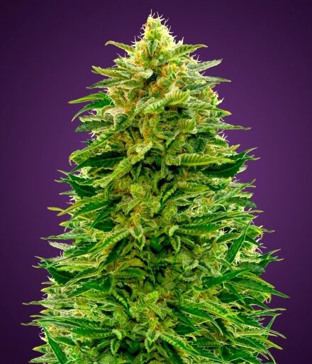 Amnesia Auto Feminizovaná