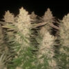 Black Sugar Feminizovaná