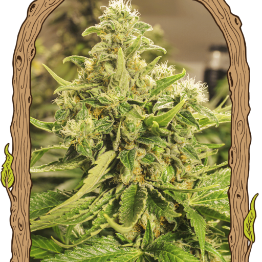 Exotic Pure CBG Feminizovaná