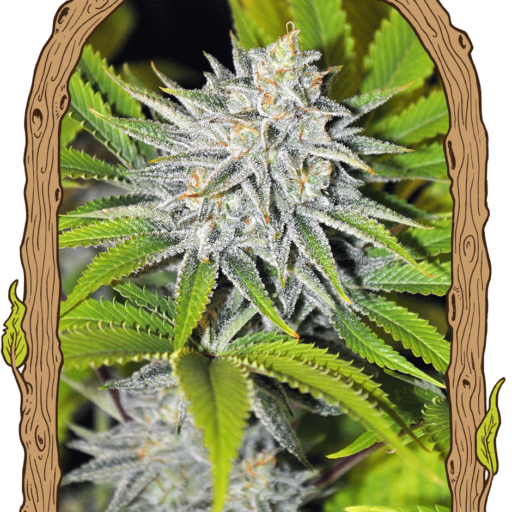 Hippieberry Feminizovaná