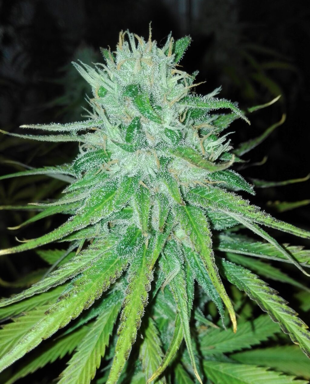 Michoacan Cream Feminizovaná