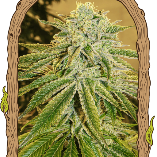 White Banana Auto Feminizovaná